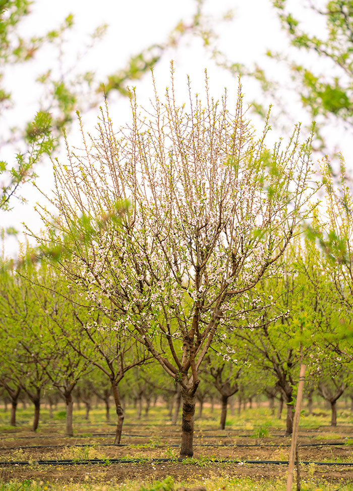 Treemond